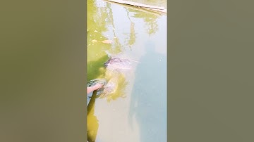 Bostami Turtle #Turtle #Endangered_Species #Bangladesh_Heritage