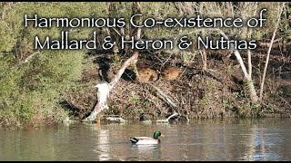Harmonious Co-existence of Mallard, Heron, and Nutrias 🦆🦤🦫