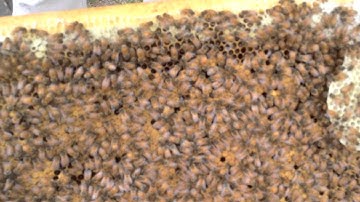 The Brood Comb