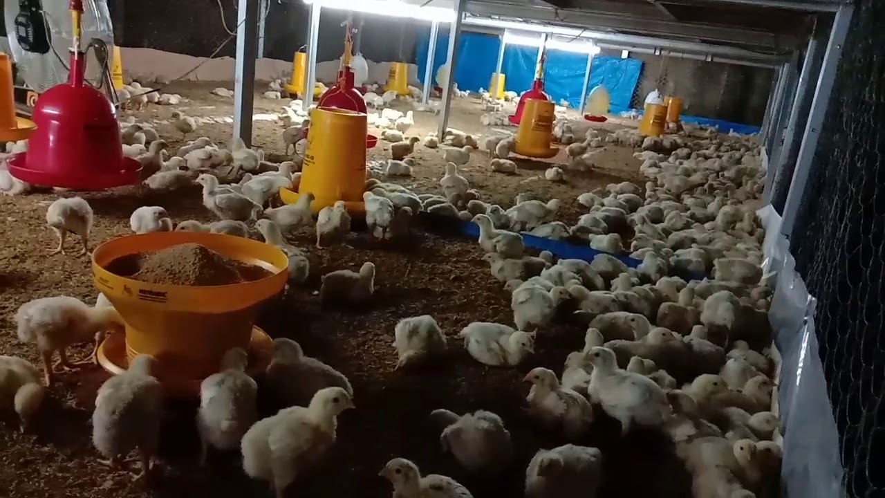 Vlog ternak ayam broiler 0-20 hari 