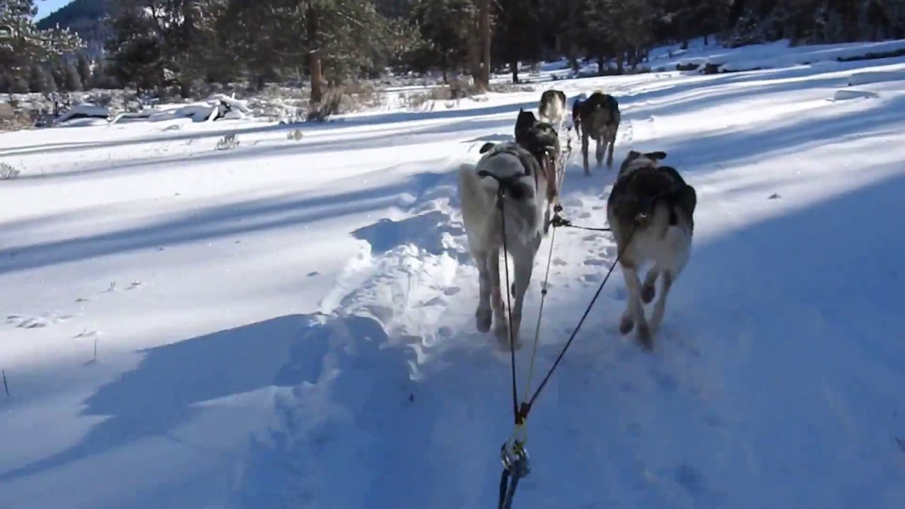Yellowstone Dog Sled Adventures YouTube