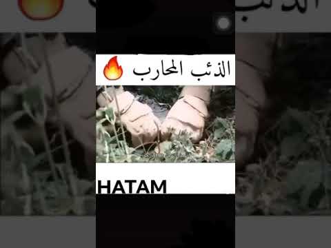 الذئب المحارب