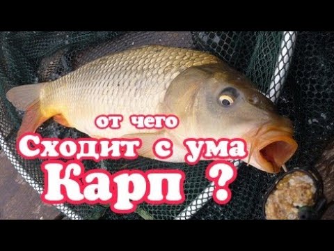 Как поймать карпа в сентябре? Ловля карпа осенью : что нужно для хорошего улова?