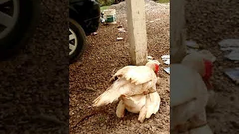 Como são as patas dos Patos?