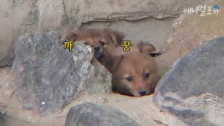상상하지도 못한 곳에서 살고 있는 새끼 강아지들 ㅜㅜ 구조에 성공 할 수 있을까? l KBS 주주클럽 070520 방송