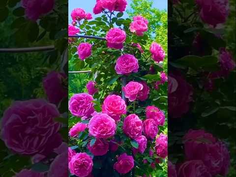 Beautiful nature in