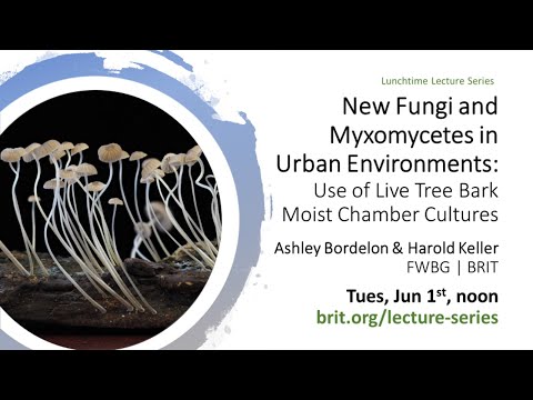 Lunchtime Lecture: New Fungi and Myxomycetes in Urban Environments