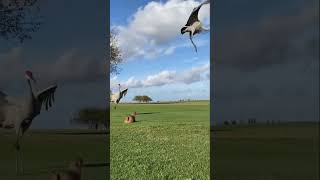 Little Guy Wants These Birds Off His Golf Course ⛳️🦫🎥: (Prairiechuck/Ig)
