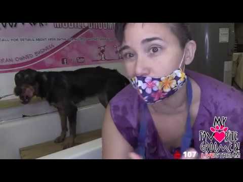 dog haircut before and after Big Dog Grooming - LIVE in Texas - The one and only My Favorite Groomer