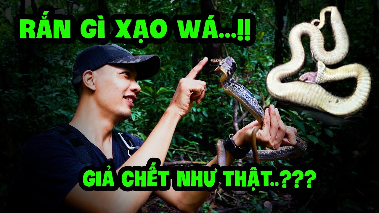Cưng Xỉu - Rắn Giả Chết Khi Gặp Kẻ Thù | Radiated... - youtube