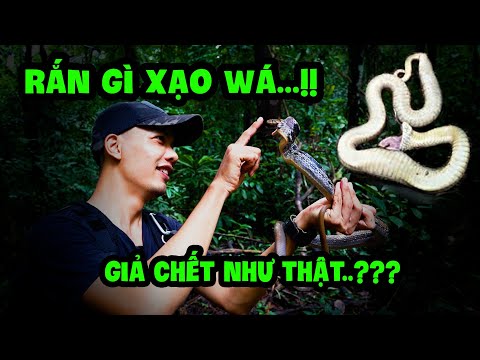Video Cưng Xỉu - Rắn Giả Chết Khi Gặp Kẻ Thù | Radiated... - youtube