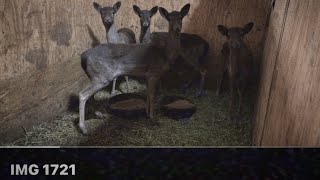 Youtube's Lost Animals