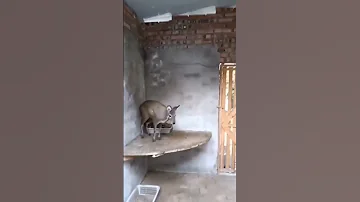 Кабарга и антигравитация #приколы #животные #кабарга #funny #animals