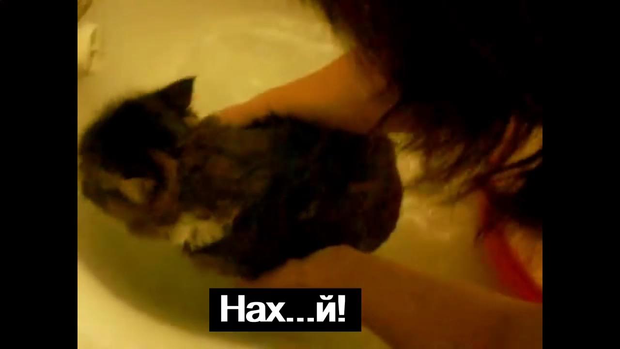 Видео матерится во время. Кот ругается матом. Кот матерится в ванной. Кот матерится видео.