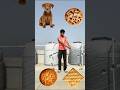 Biscuits to dog, elephant, cat & bear -Animals name vfx magic video #animals