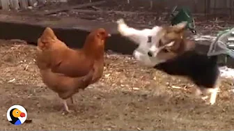 Chicken Fights off Corgi Dog with Duck's Help | The Dodo