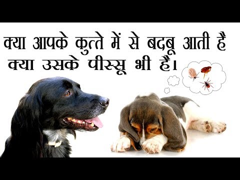 वीडियो: कुत्तों में आंतों परजीवी संक्रमण (स्ट्रॉन्गिलोइडियासिस)