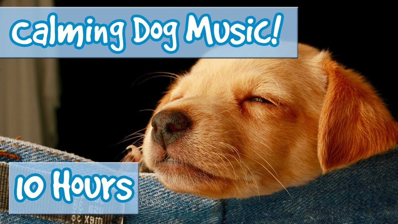 relaxing music for dogs youtube