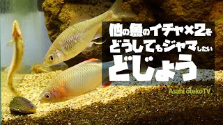 他の魚のイチャ×2をどうしても邪魔したいどじょうが面白すぎた【ヤリタナゴ】【繁殖行動】【交配】