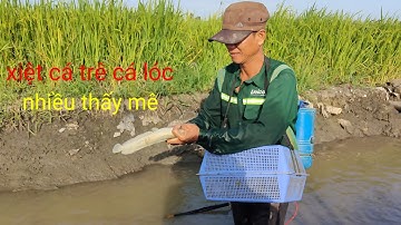xiệt cá điểm mới gặp nhiều cá lóc cá trê đồng lạ không ngờ trúng đậm cá ngon