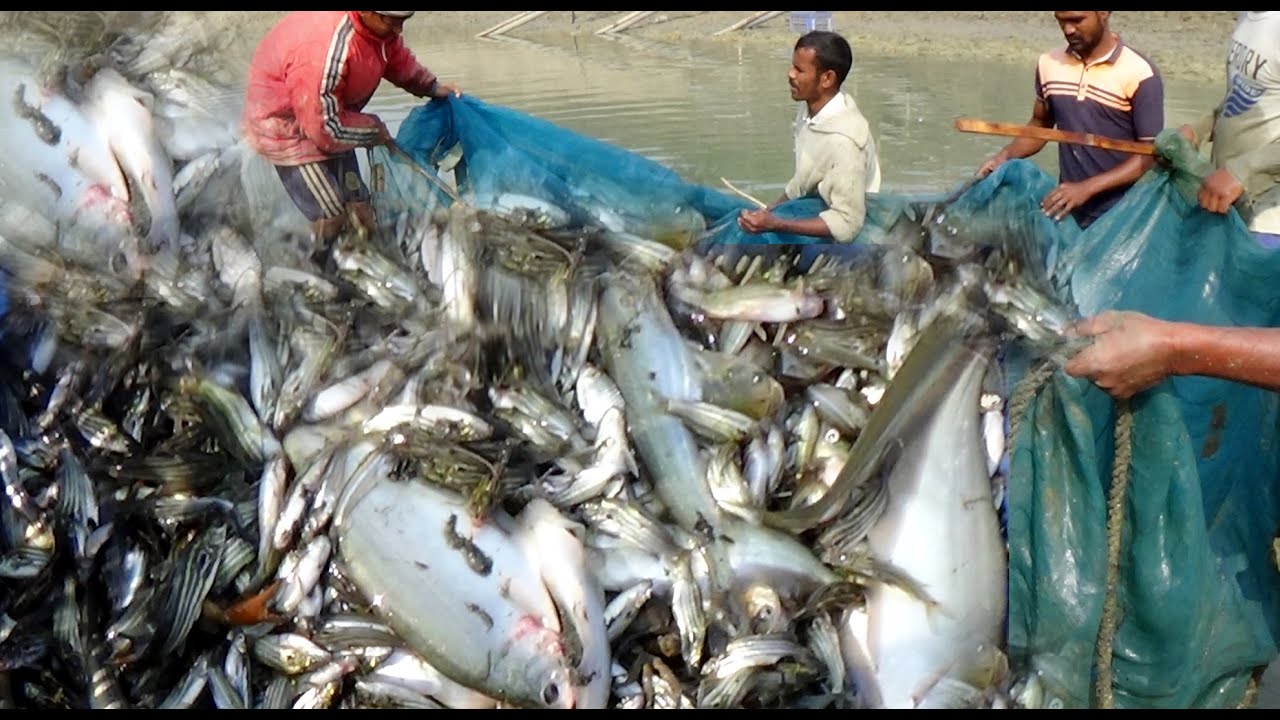 Beautiful Net Fishing in Bangladesh l Natural Fish Catching Using By