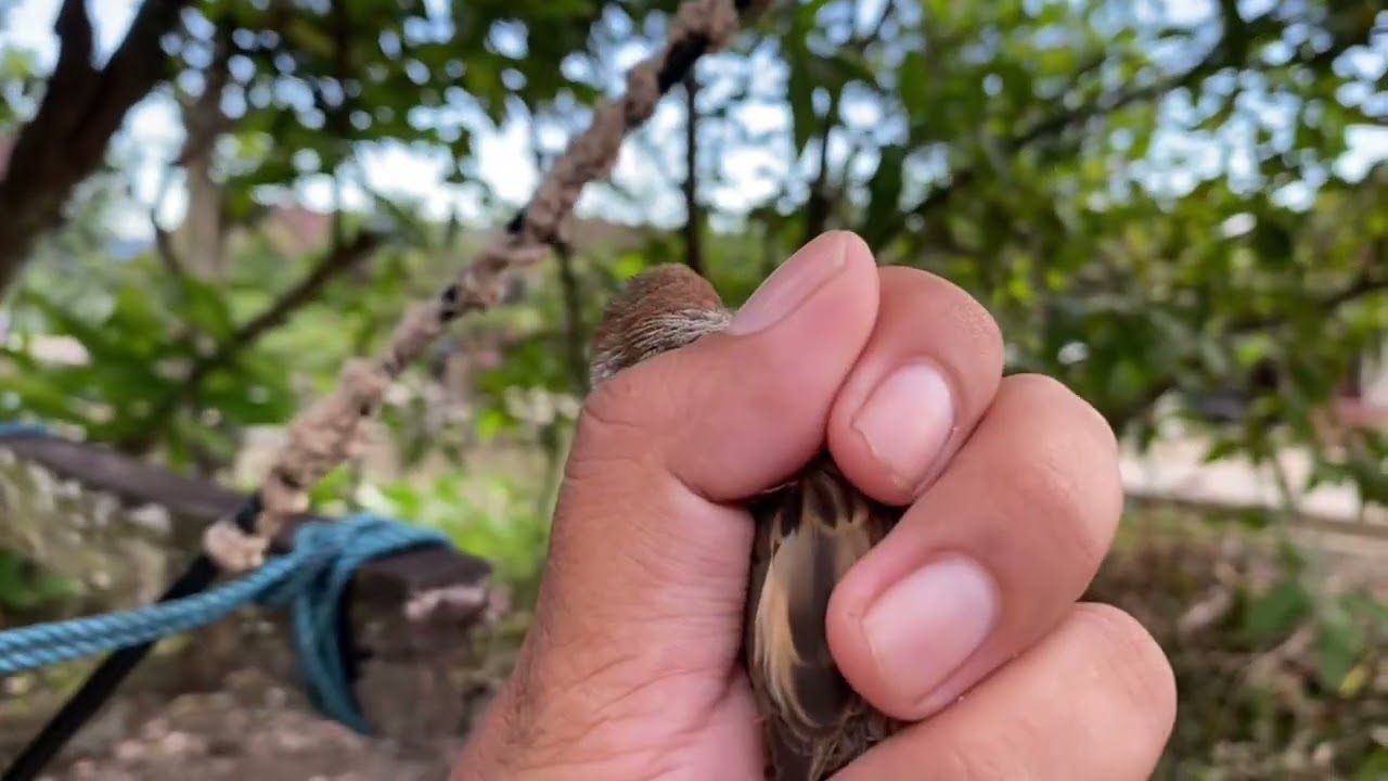 PIKAT BURUNG GEREJA DENGAN MENGGUNAKAN PULUT GULUNG SUPER LENGKET !!!#gerejagacor #pikatburung 