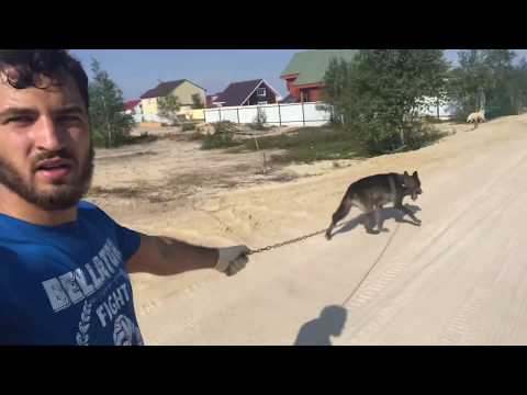 Акела сбежал!? Наконец выбрались в лес! Домашний волк сбежал! Канадский волк , северный Волк , Акела