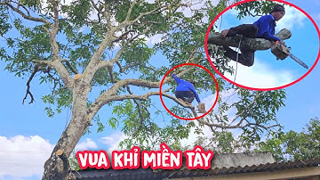 Vua Khỉ cưa hạ gốc cây Xoài Cát Chu lâu năm ở trước nhà dân.