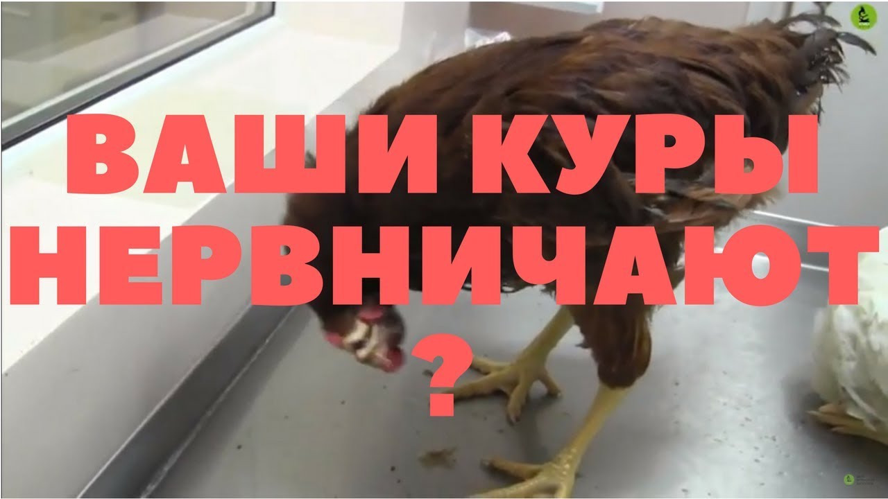 Курицы твоего города