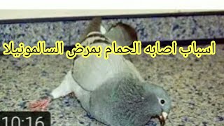 اعرف ليه الحمام بيجيلو مرض سلامونيلا