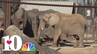 The largest elephant in North America will leave Zoo Knoxville soon