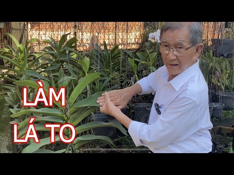 Video Thầy Tám Ngọc Hướng Dẫn Làm Lá To Công Thức Mới | Phân... - youtube