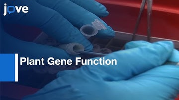 Annotation-Plant Gene Function Via Combined Genomics, Metabolomics & Informatics l Protocol Preview