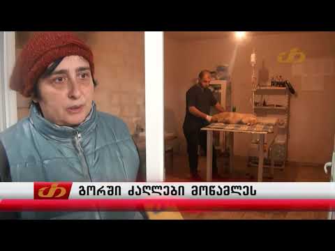 გორში ძაღლები მოწამლეს