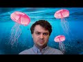 Jellyfish Scientist vs. Little Mermaid | PhD Candidate Hayden Speck | Silly Questions, Smart Bruins
