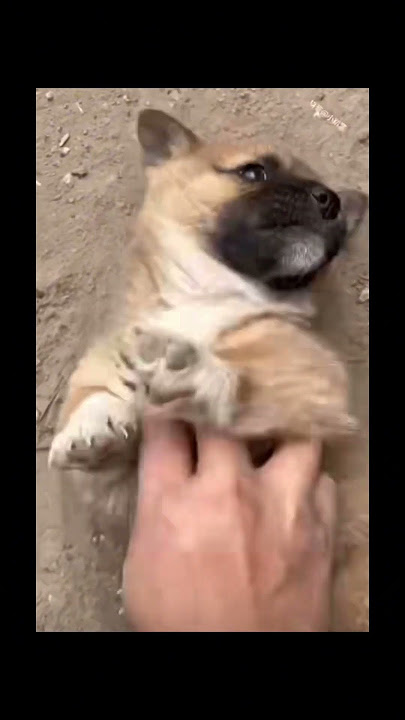 Tukui lagi kerja ni🤣🤭🤭 #dogfunny #lucu #comel #foryou