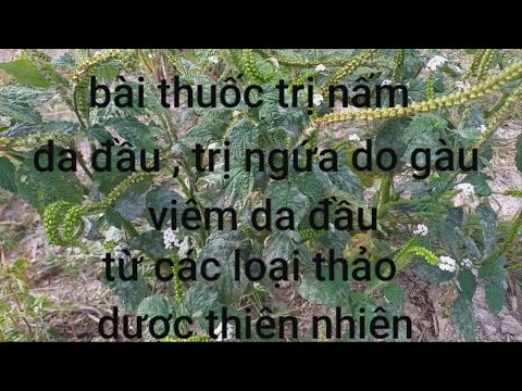 Bài thuốc trị nấm da đầu , trị ngứa do gàu , viêm da đầu từ các loại thảo dược thiên nhiên