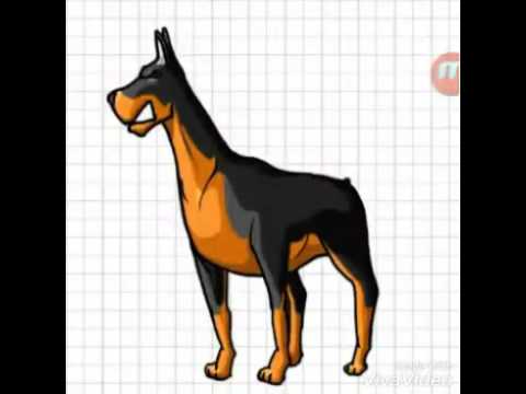 Come Disegnare Un Fantastico Dobermann Youtube