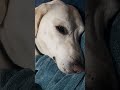 Does Astro look better in the dark? He was very tired😭