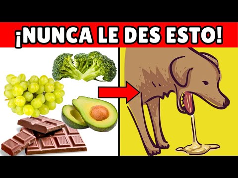 20 ALIMENTOS que