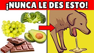 20 ALIMENTOS que son TÓXICOS para perros ⚠️ by Zona Perros 7,294 views 2 months ago 10 minutes, 40 seconds