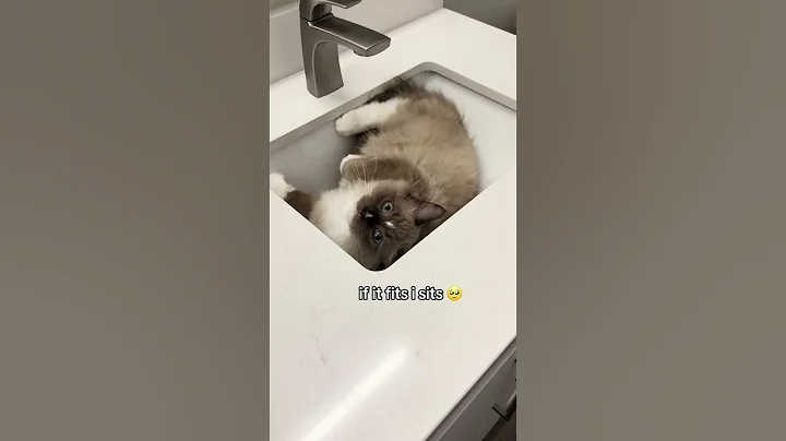 Video 7941641: ragdollcat catlover kitten, ragdollcat catlover cats, adorable kitten catlover, kitten catlover gatos