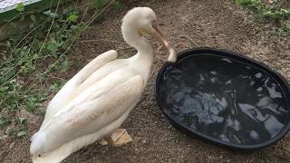 Polly the Pelican ... rehabilitated