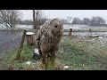 Ural owl in the snow