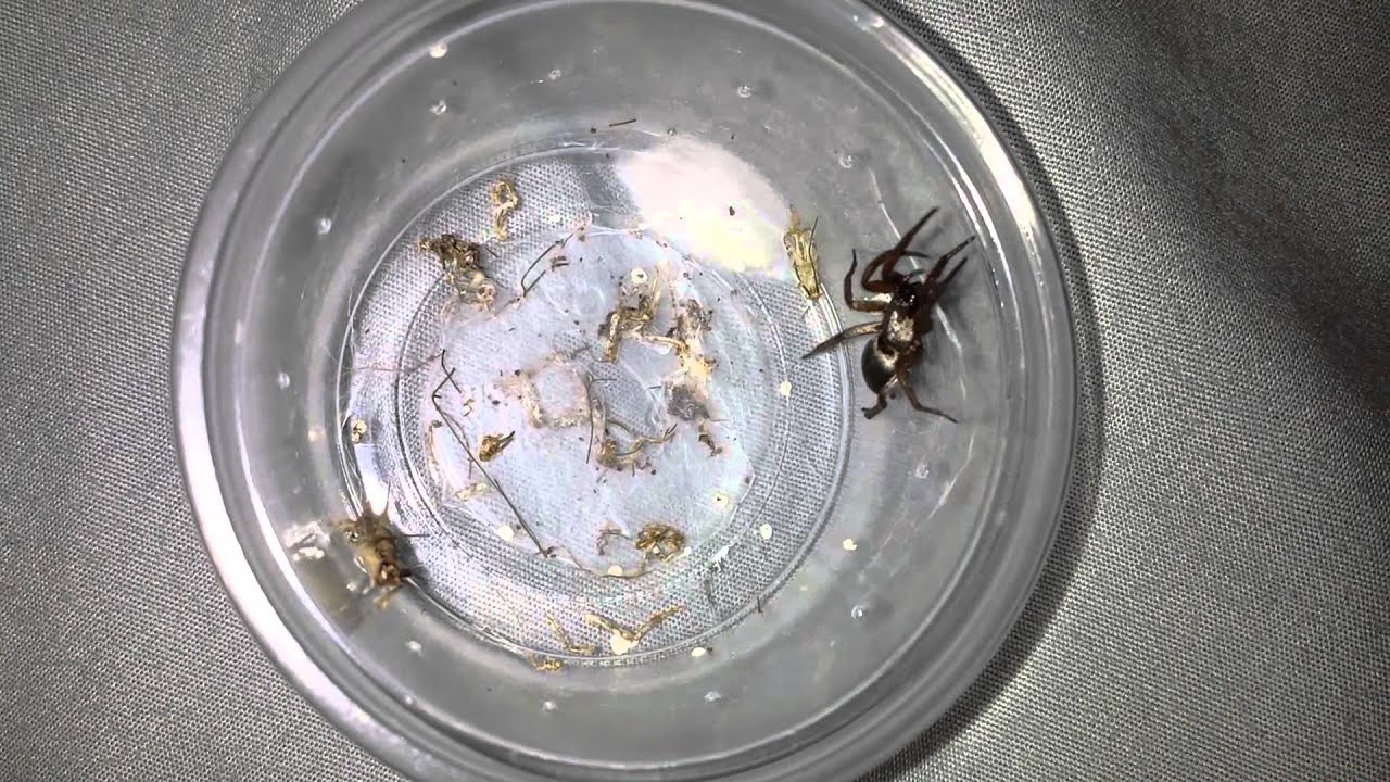 Scotophaeus Blackwalli Mouse Spider feeding