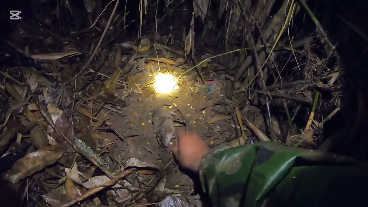 ยามกับดักหนูตอนกลางคืน กับบรรยากาศ​หลังฝน