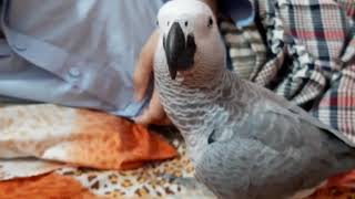 Grey parrot speaking his name 1st time