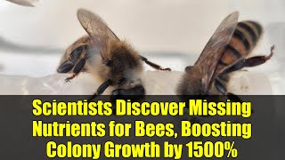 Scientists Discover Missing Nutrients for Bees, Boosting Colony Growth by 1500%