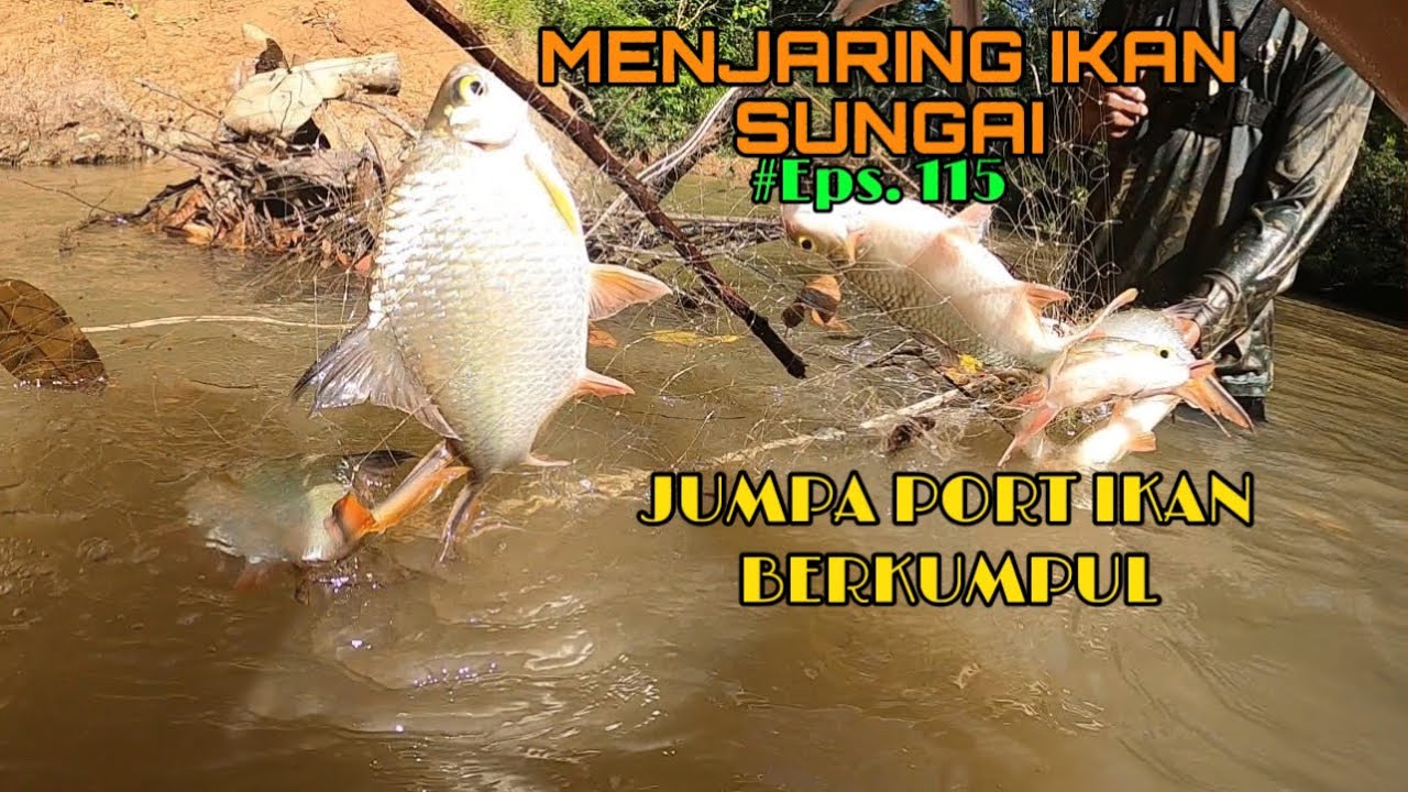 Menjaring & Menghalau Ikan I Eps 115