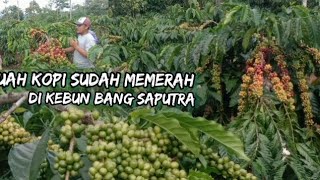 MELIHAT BUAH KOPI DI KEBUN BANG SAPUTRA BULAN MEI